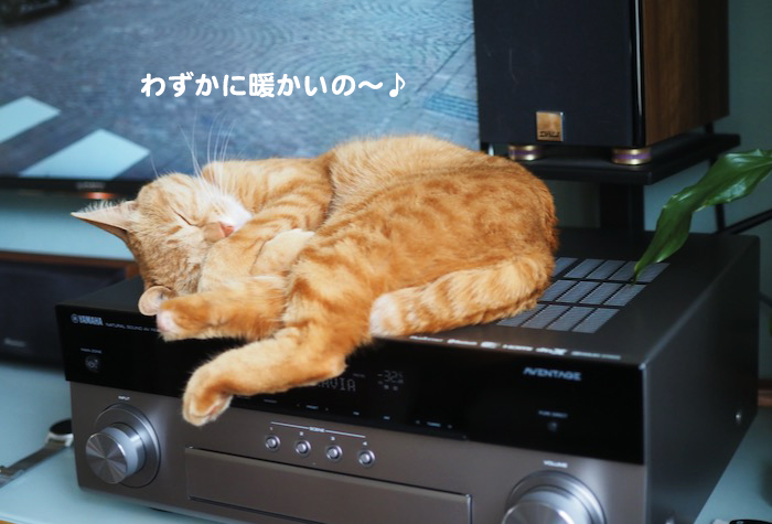 6日夕ブログ３