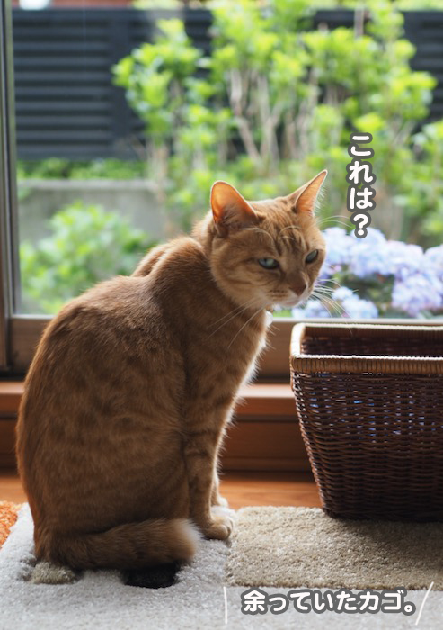 26日夕ブログ３