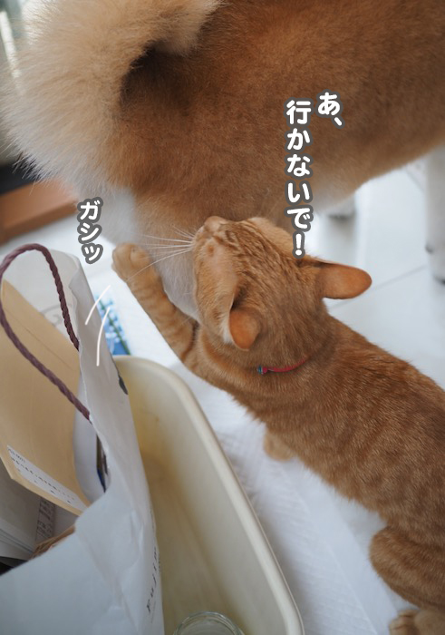 13日夕ブログ５