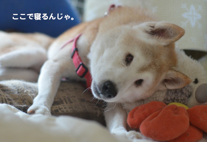 18日夕ブログ５