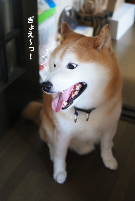 12日夕ブログ２