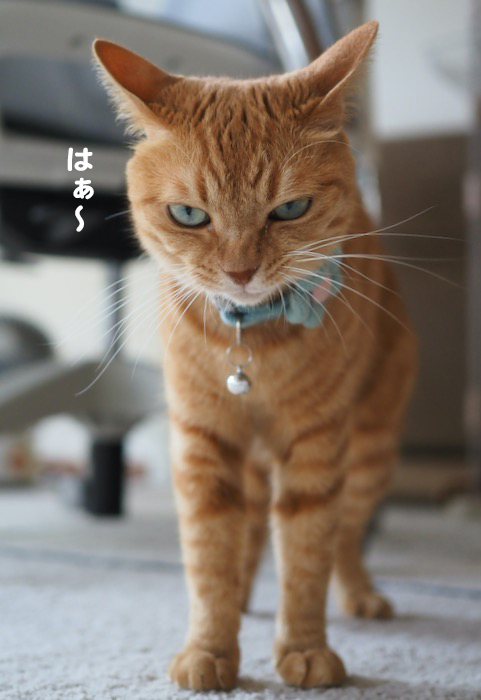 31日夕ブログ３
