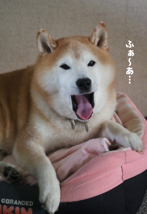 27日夕ブログ５