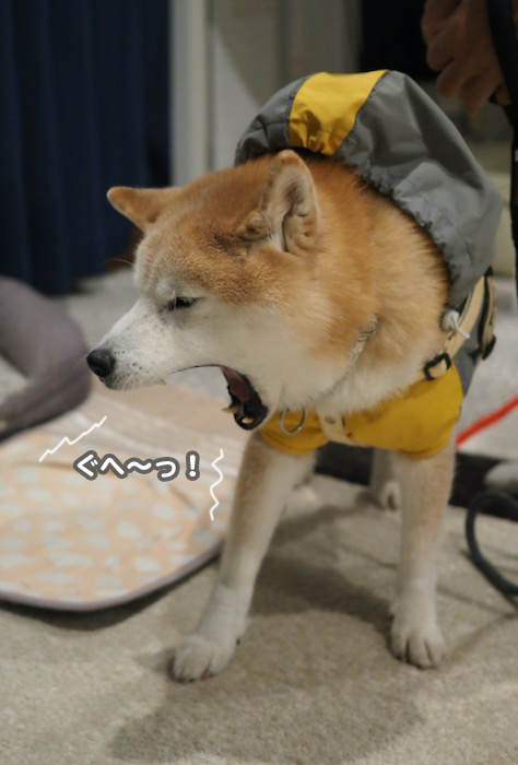 7日ブログ７