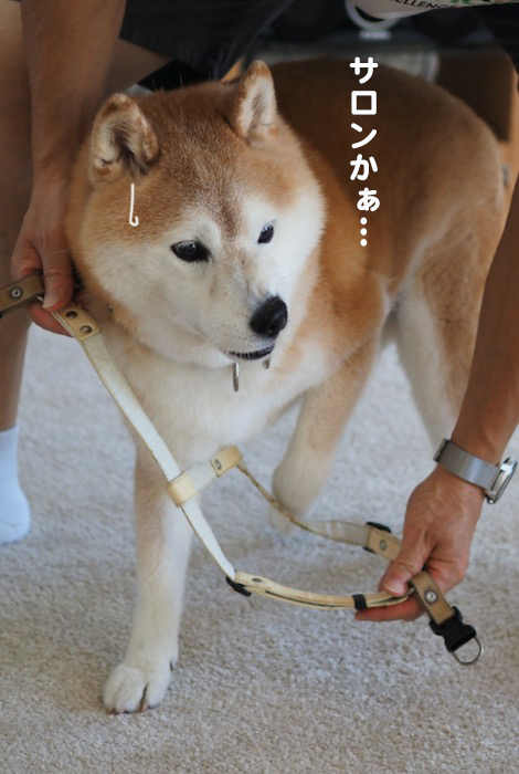 11日夕ブログ３