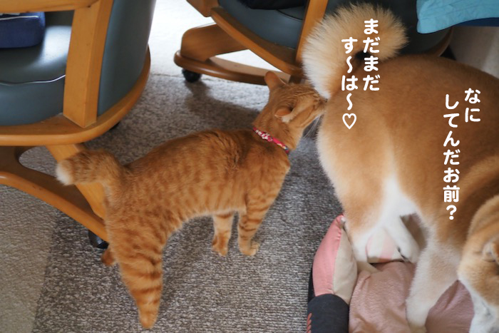 8日夕ブログ５
