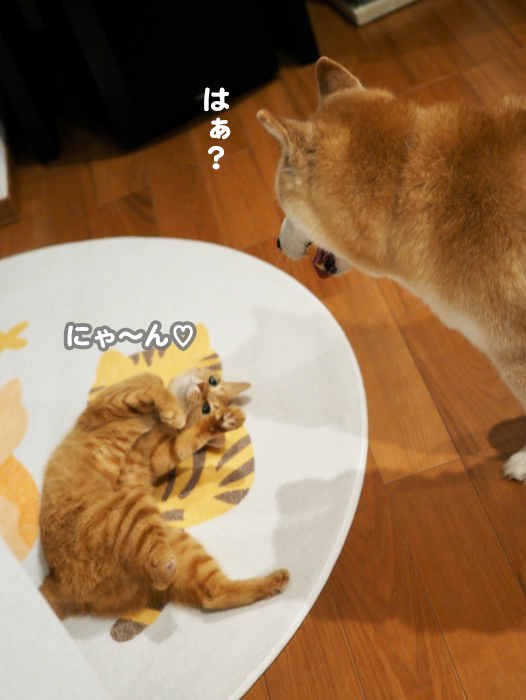 4日夕ブログ７