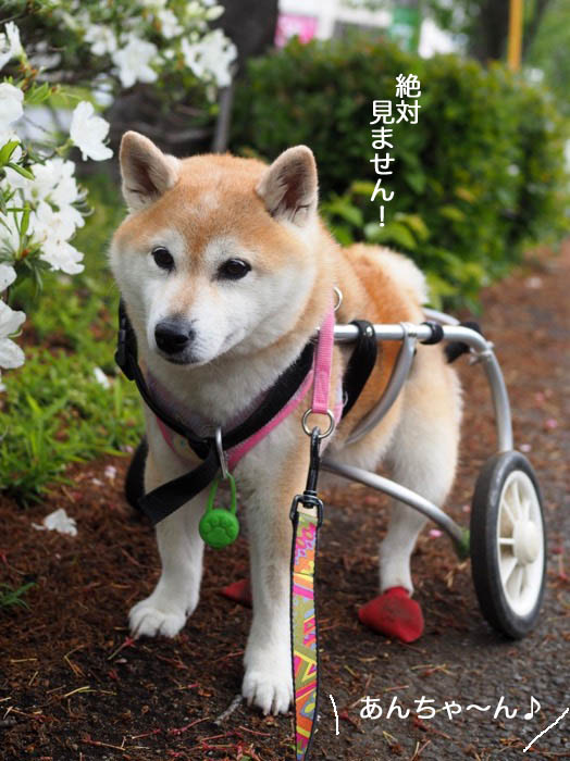30日ブログ３