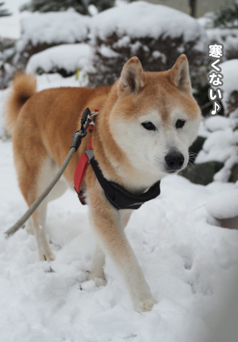 8日夕ブログ１１