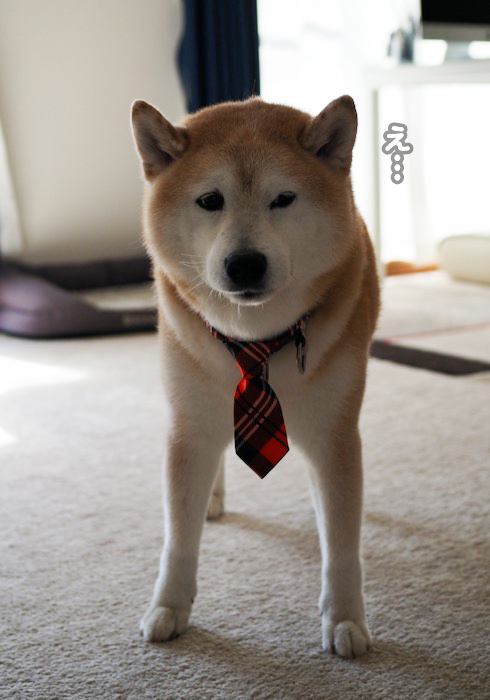 12日夕ブログ７