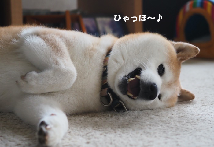 28日夕ブログ７