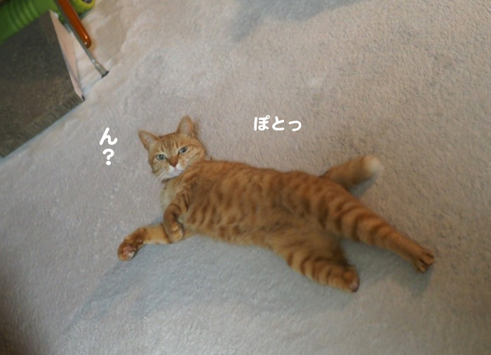 16日夕ブログ２