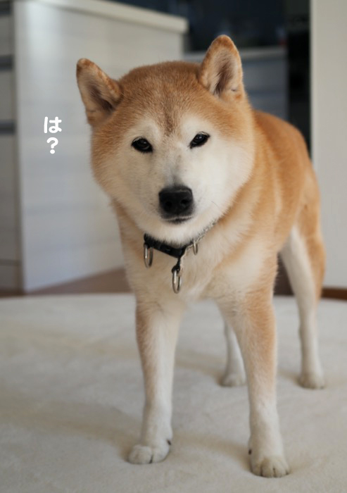 27日夕ブログ３