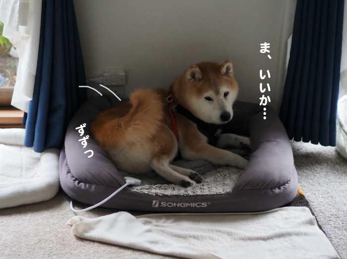 19日夕ブログ５