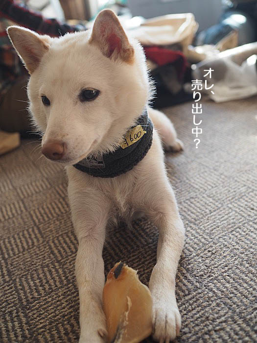 11日ブログ３