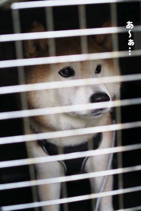 14日ブログ７