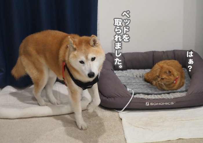 21日夕ブログ３