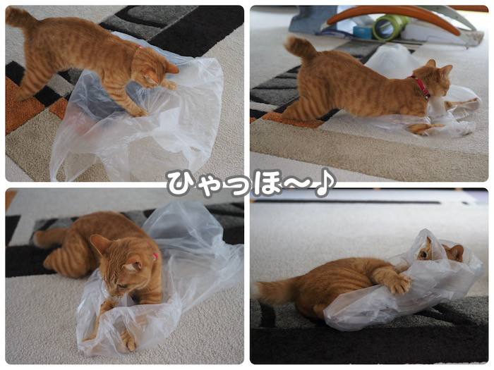 27日夕ブログ２