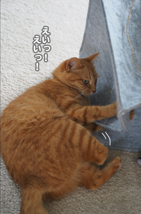 11日夕ブログ5