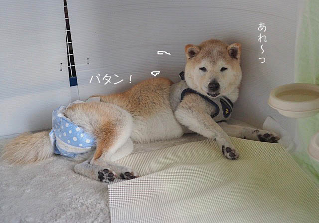 25日午後グログ10