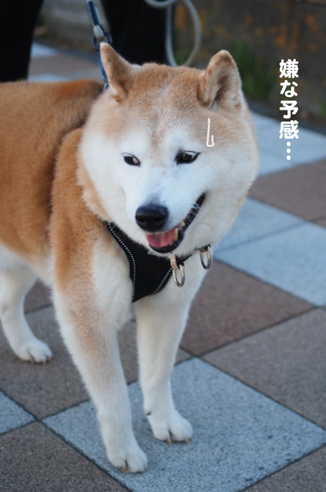16日夕ブログ３