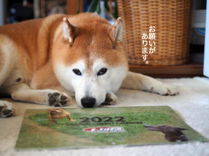 6日夕ブログ４