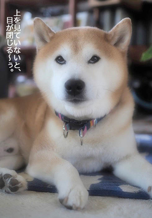 20日午後ブログ５