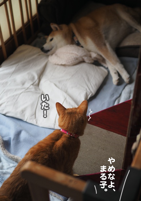 11日夕ブログ５