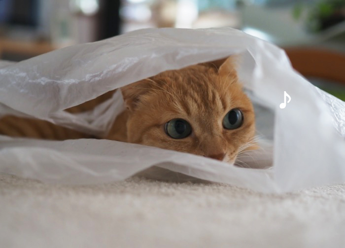 27日夕ブログ７