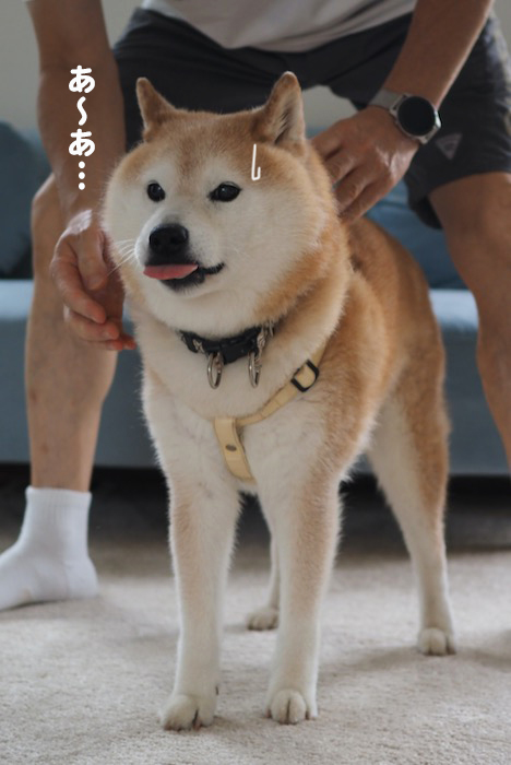 11日夕ブログ２