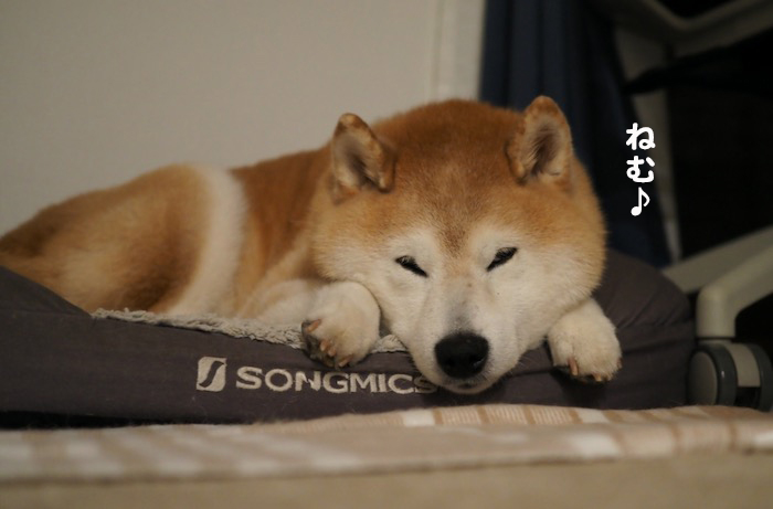 11日夕ブログ４