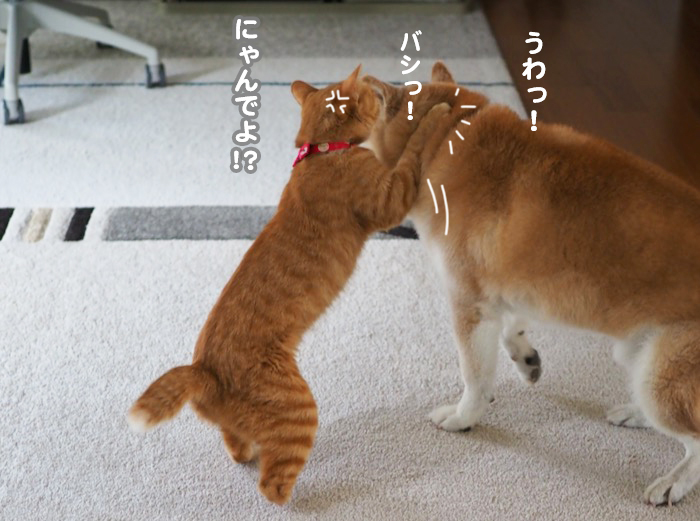 20日夕ブログ９
