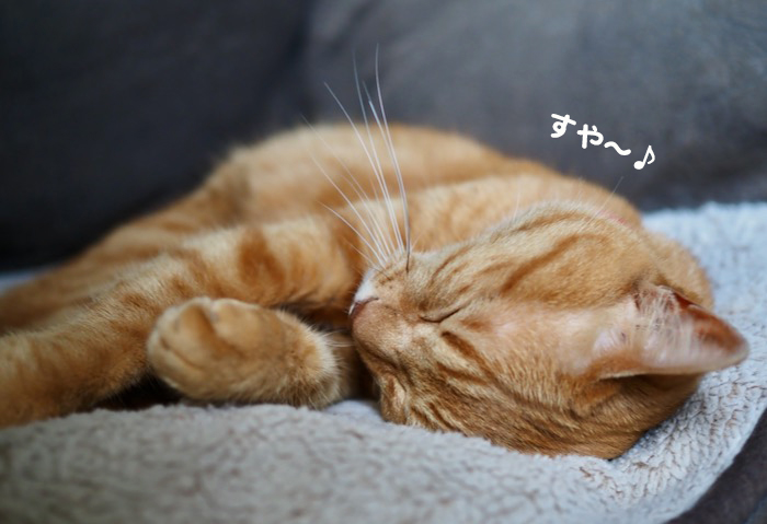 11日夕ブログ９