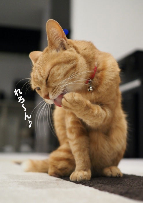 2日夕ブログ７