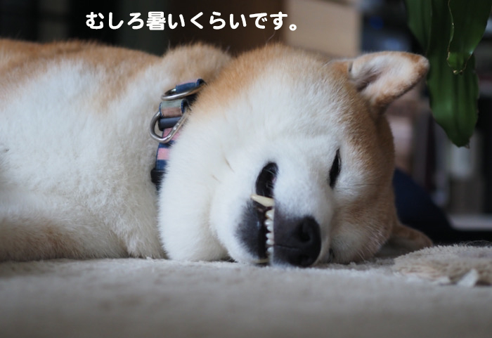 4日夕ブログ５