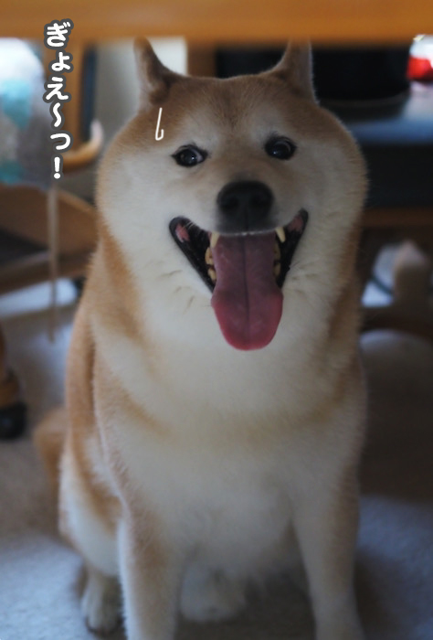 28日夕ブログ４