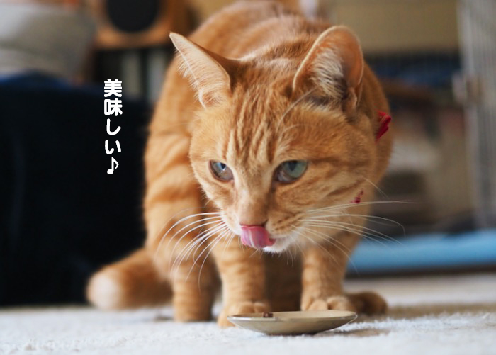 26日夕ブログ６