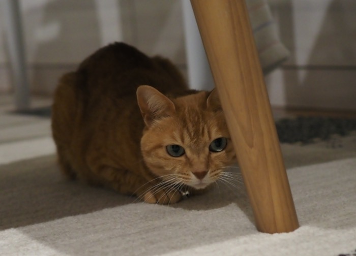 24日夕用2