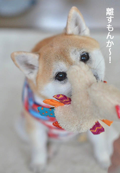 28日午後ブログ6