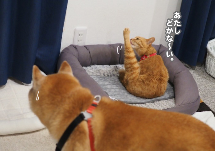 21日夕ブログ４