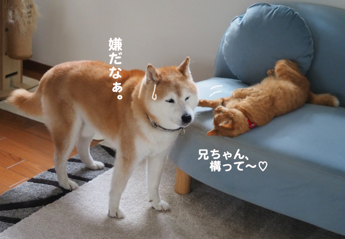 13日夕ブログ７