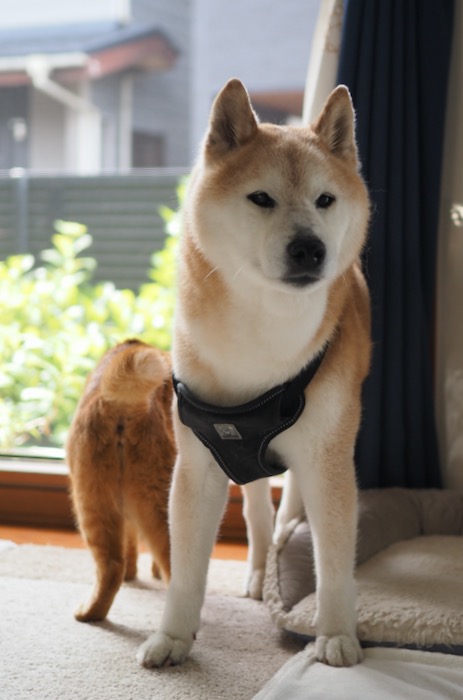 8日夕用７
