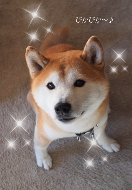1サロン ピカピカ貫太