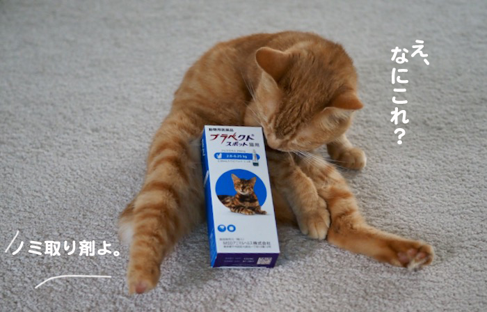 14日夕ブログ６