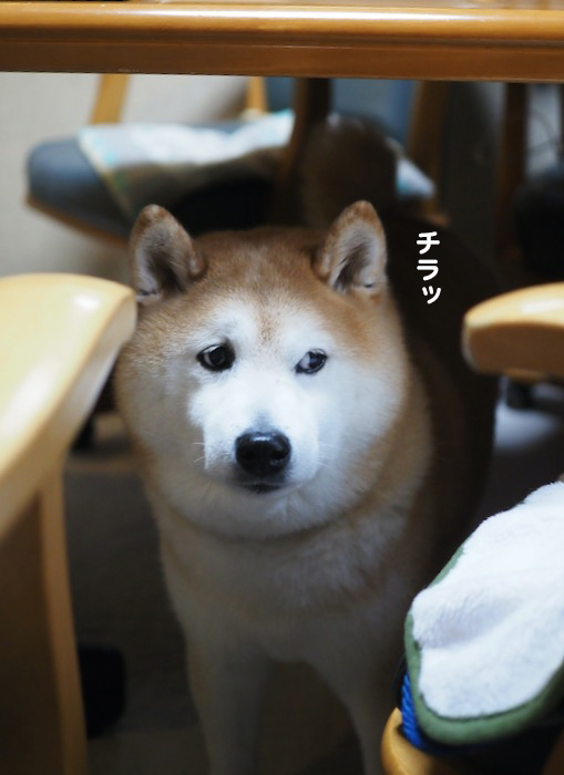 16日夕ブログ３