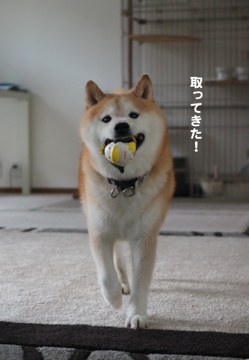 28日夕ブログ３
