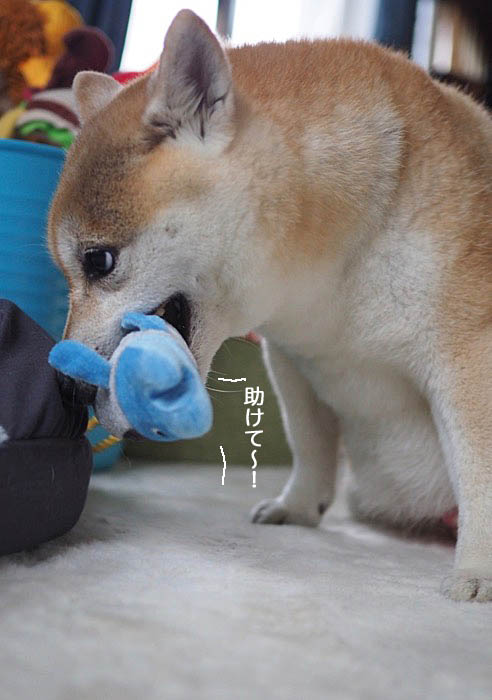 22日夜ブログ５
