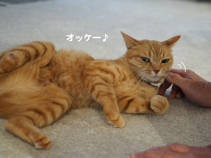 17日夜ブログ5