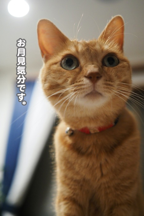 7日夕ブログ４