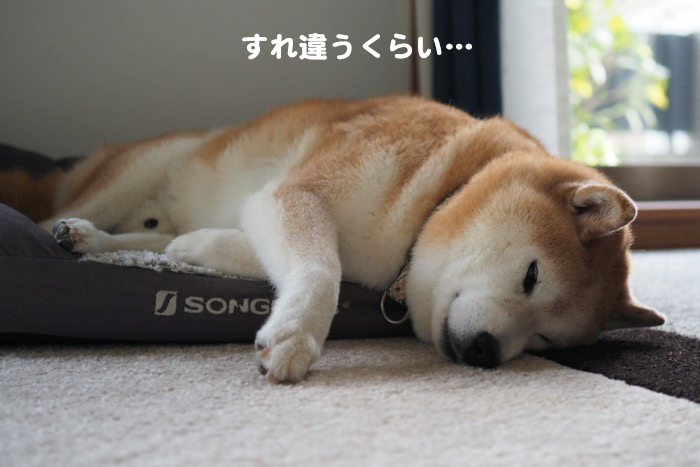 1日夜用１５